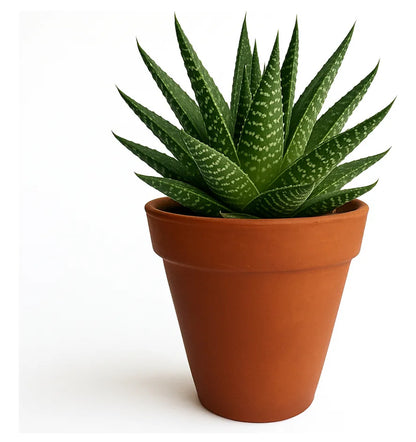 MACETA DE BARRO 14 CM